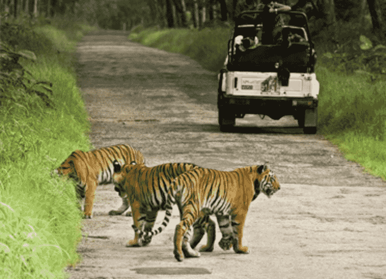 tiger-safari-tour.png