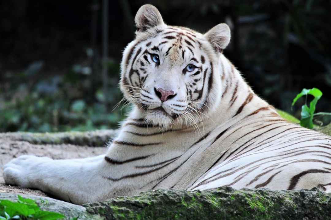 Bannerghatta+National+Park+Private+Day+Tour+with+Butterfly+Park+and+Safari+from+Bangalore_3.jpg