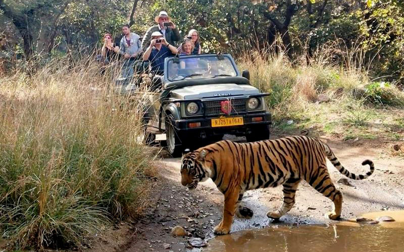 Ranthambore_Jungle_Safari.jpg