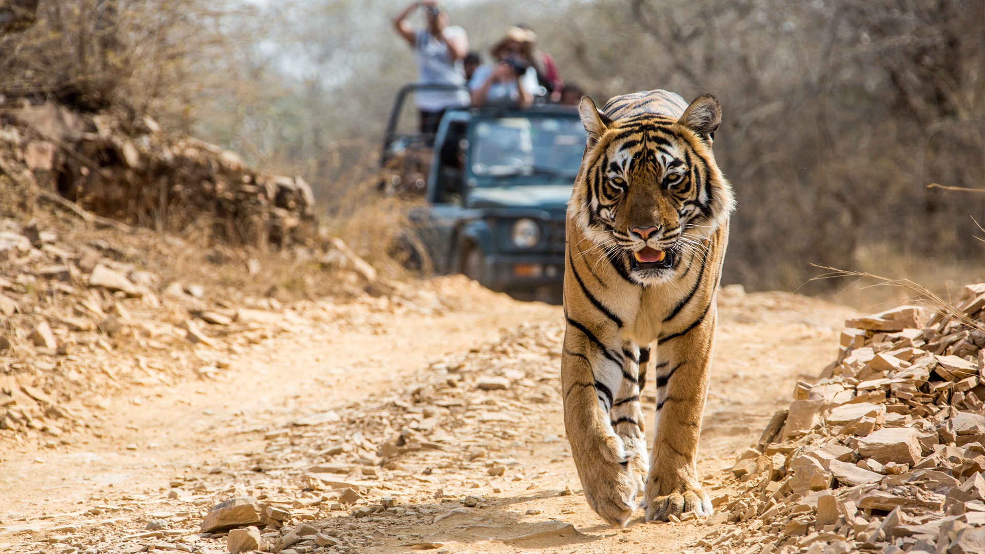 bandhavgarh-national-park.jpg