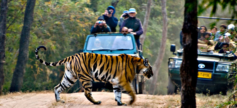 india-wildlife-tour.jpg