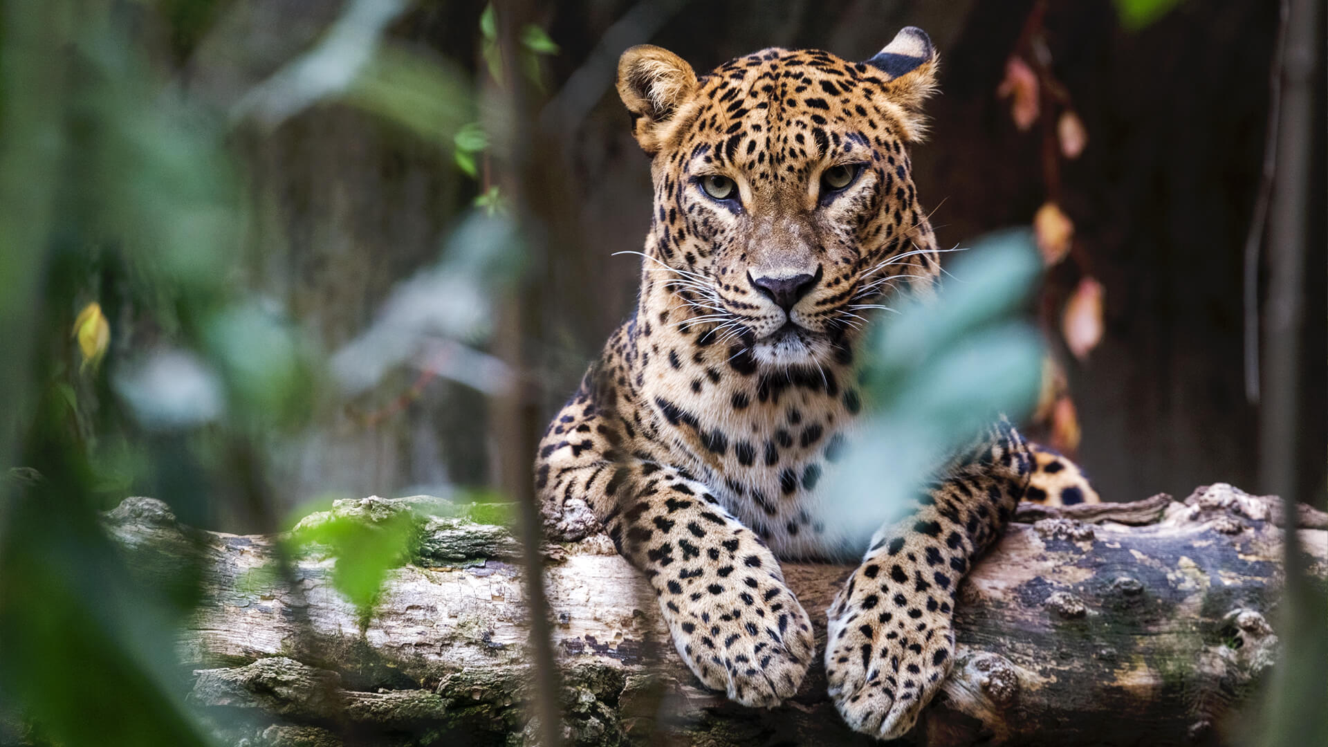 sri-lanka-leopard-asian.jpg