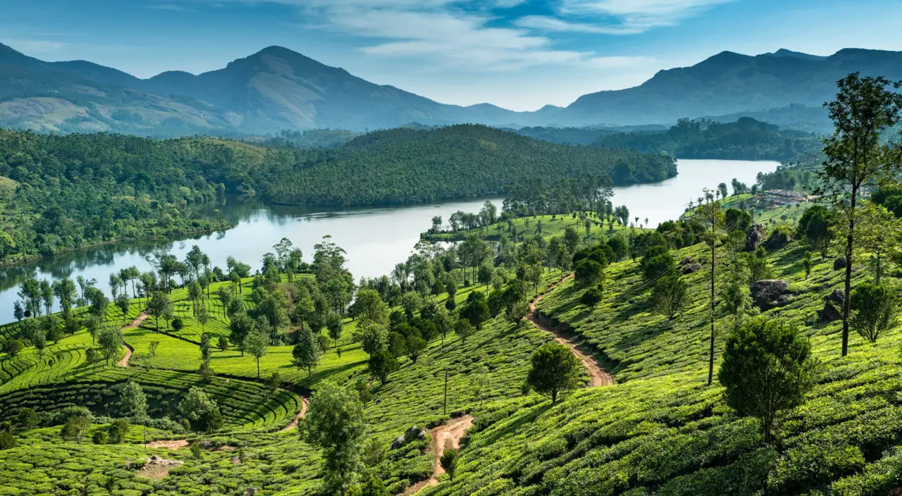 tea-plantation-kerala-india.webp